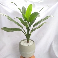 Habarala - Aglonima Plant